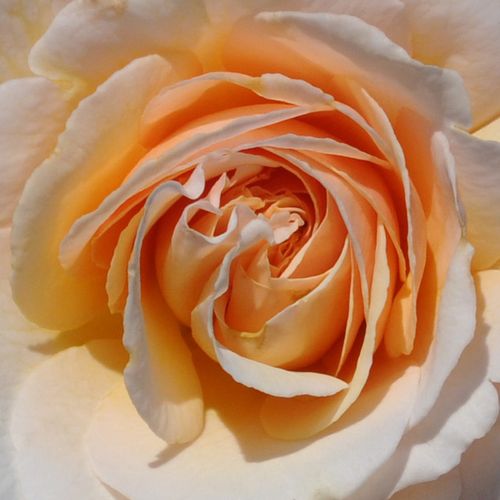 Rosa  Pacific™ - róża z dyskretnym zapachem - Róże pienne - z kwiatami bukietowymi - żółty  - PhenoGeno Roses - korona krzaczasta - -